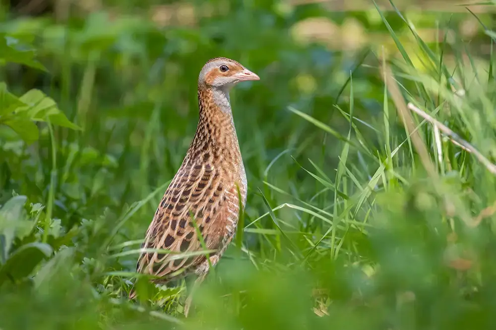 Corn Crake at Nambiti