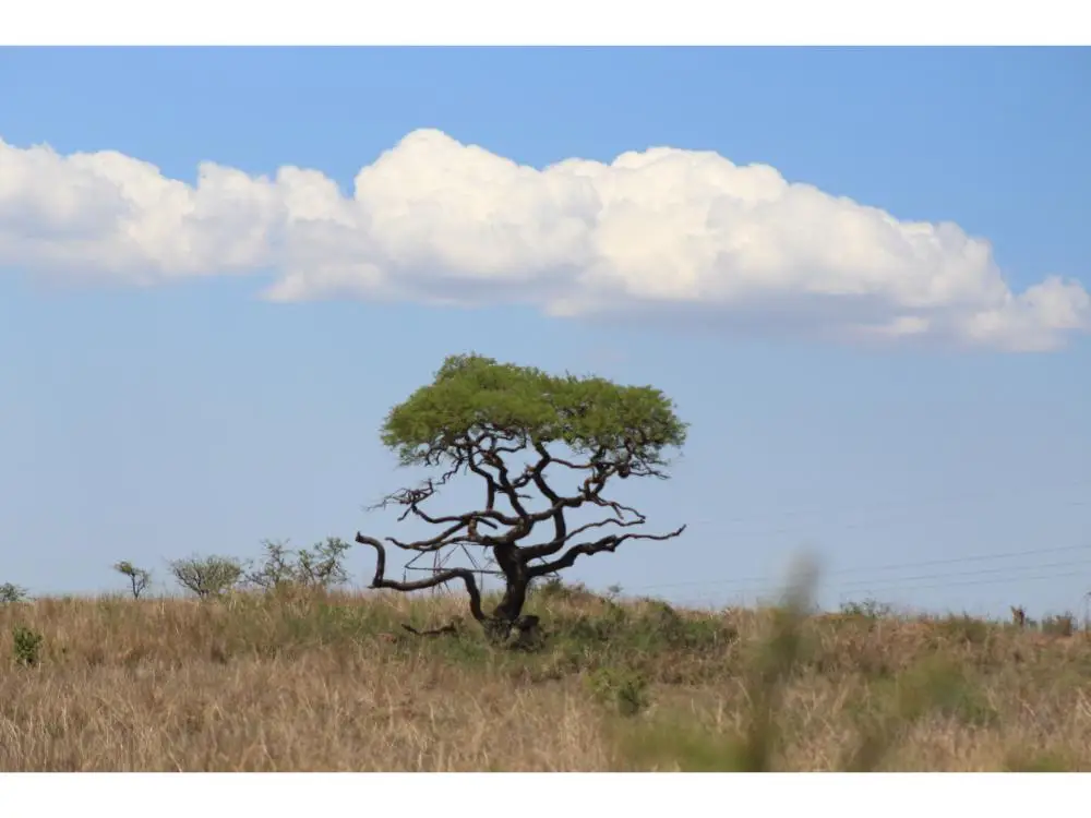 Acacia sieberiana Paper Bark at Nambiti