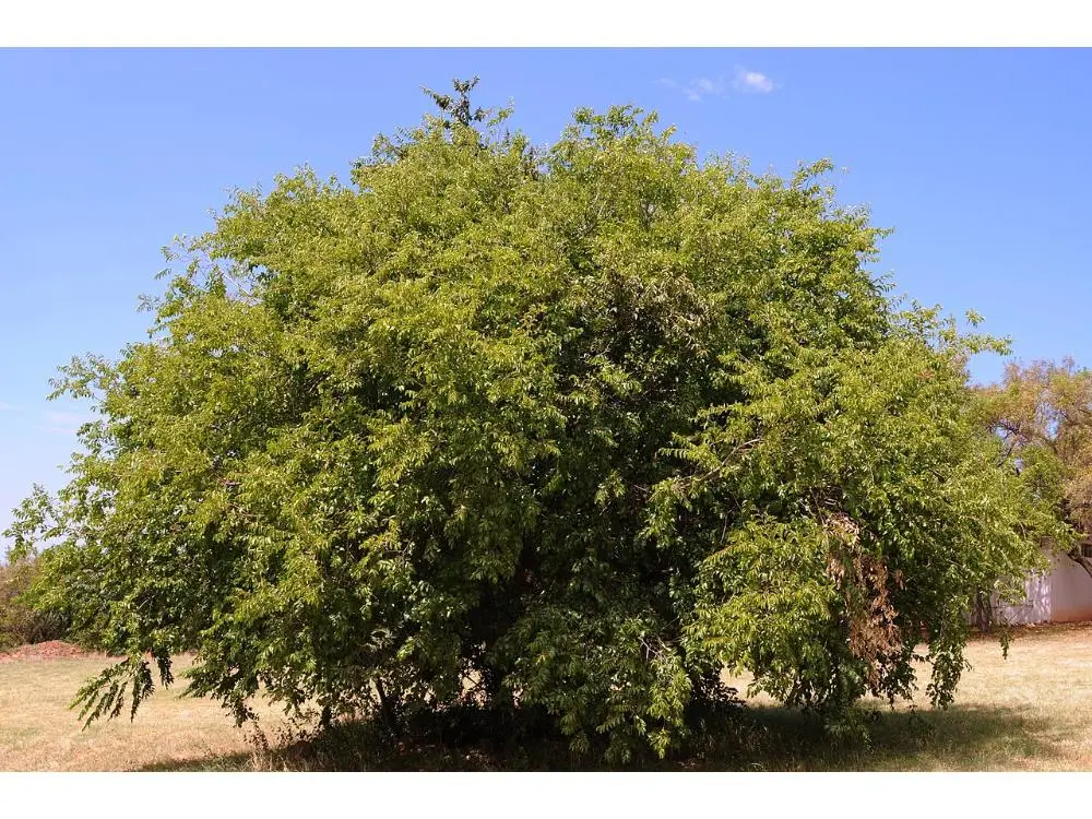 Ziziphus mucronata Buffalo Thorn at Nambiti