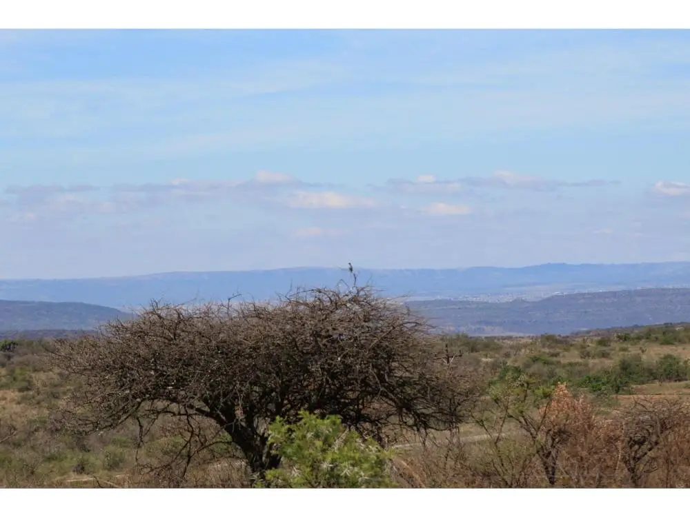 Acacia nilotica at Nambiti
