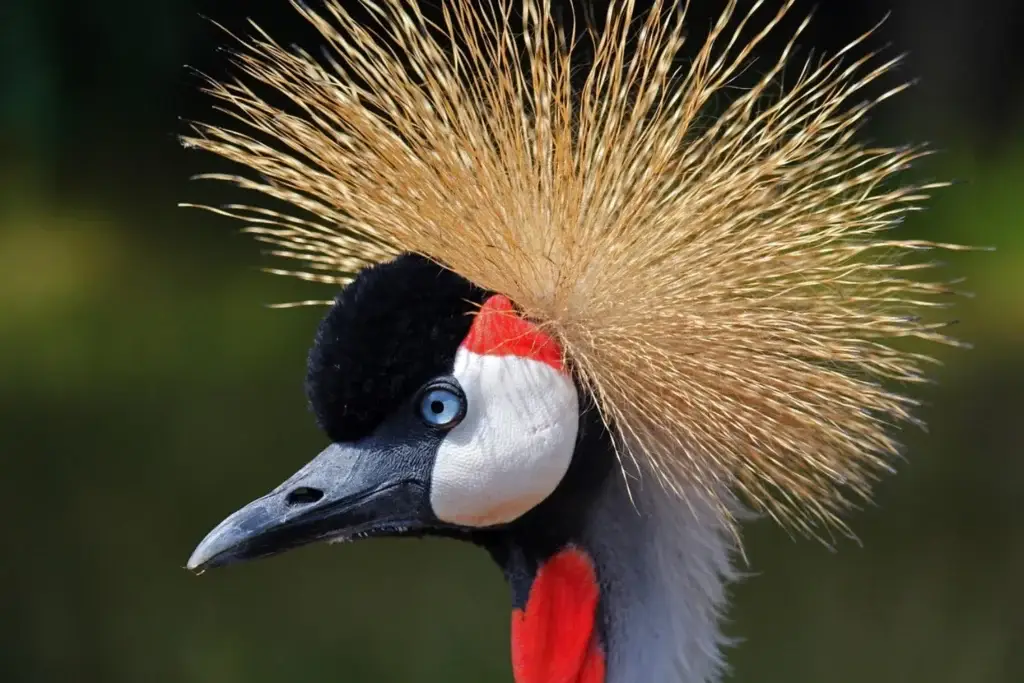 Crowned crane at Nambiti