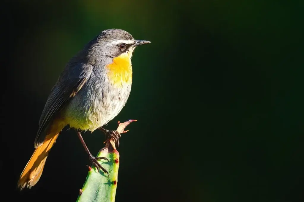 Cape robin-chat at Nambiti