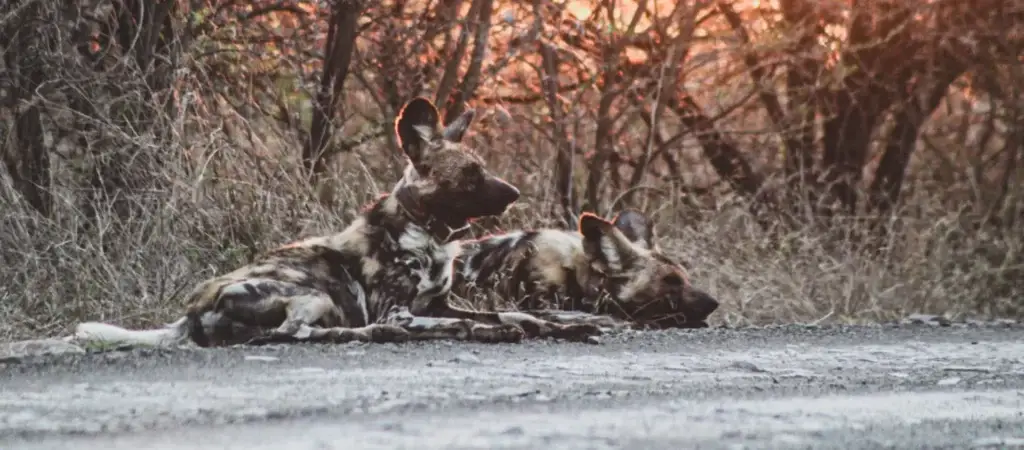 Wildlife pair at Nambiti