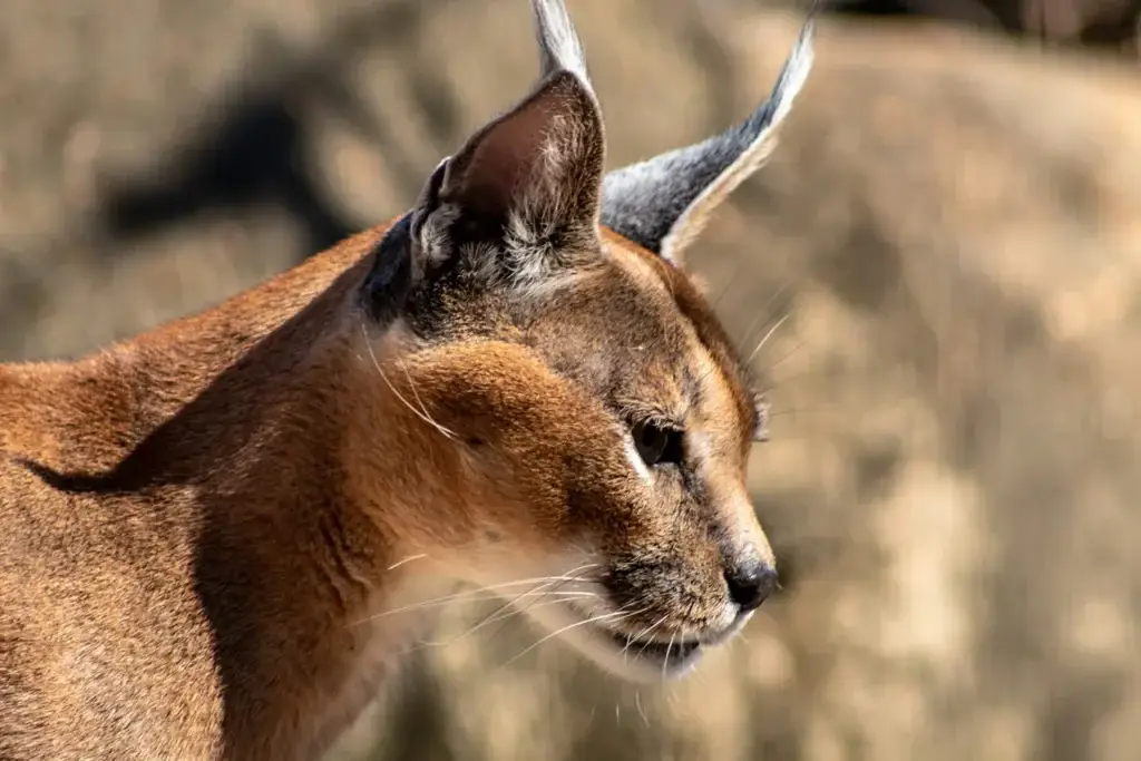 Serval hunting at Nambiti