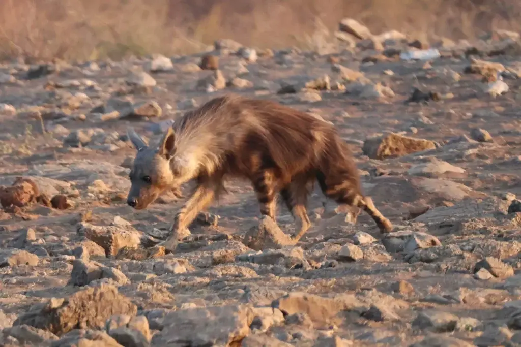 Caracal at Nambiti