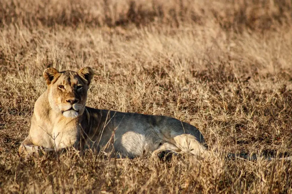 Big 5 wildlife at Nambiti