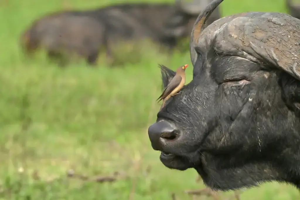 Big 5 wildlife at Nambiti