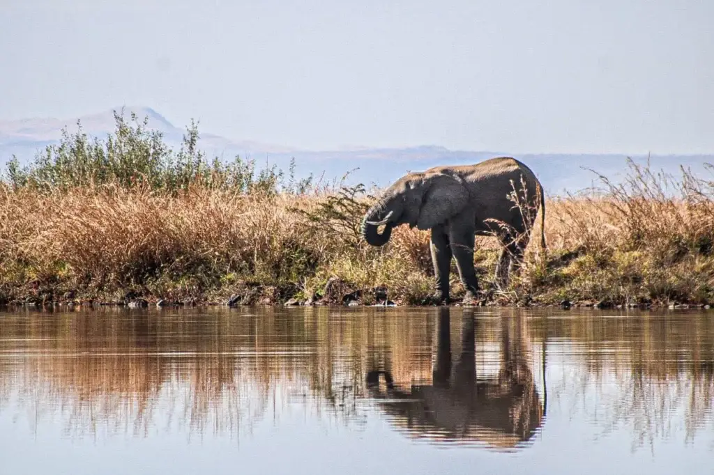Nambiti Game Reserve safari