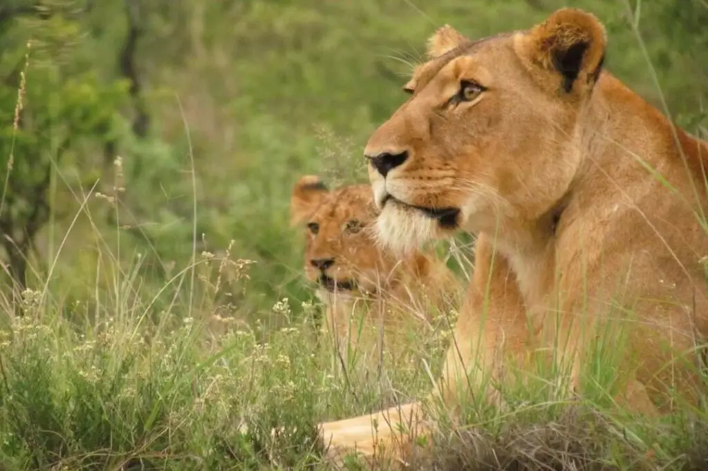 Thombi Pride lion cub at Nambiti