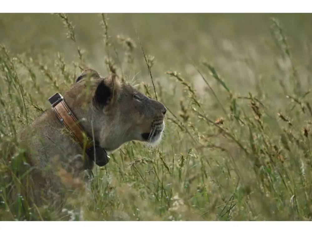 Wildlife tracking and collaring at Nambiti